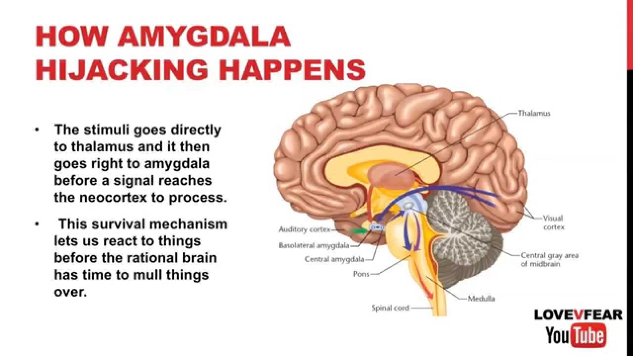 amygdala2